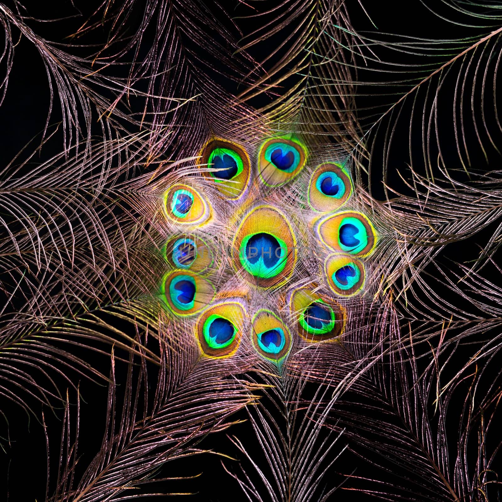 Peacock feathers