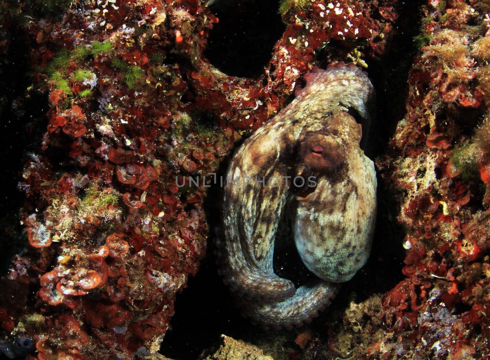 Wild octopus in Mediterranean Sea