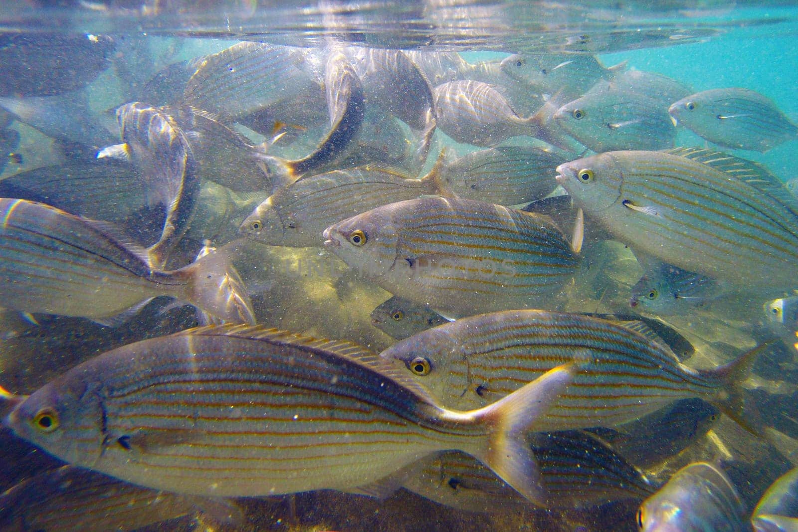Wild fish Salema / Sarpa salpa in the ocean