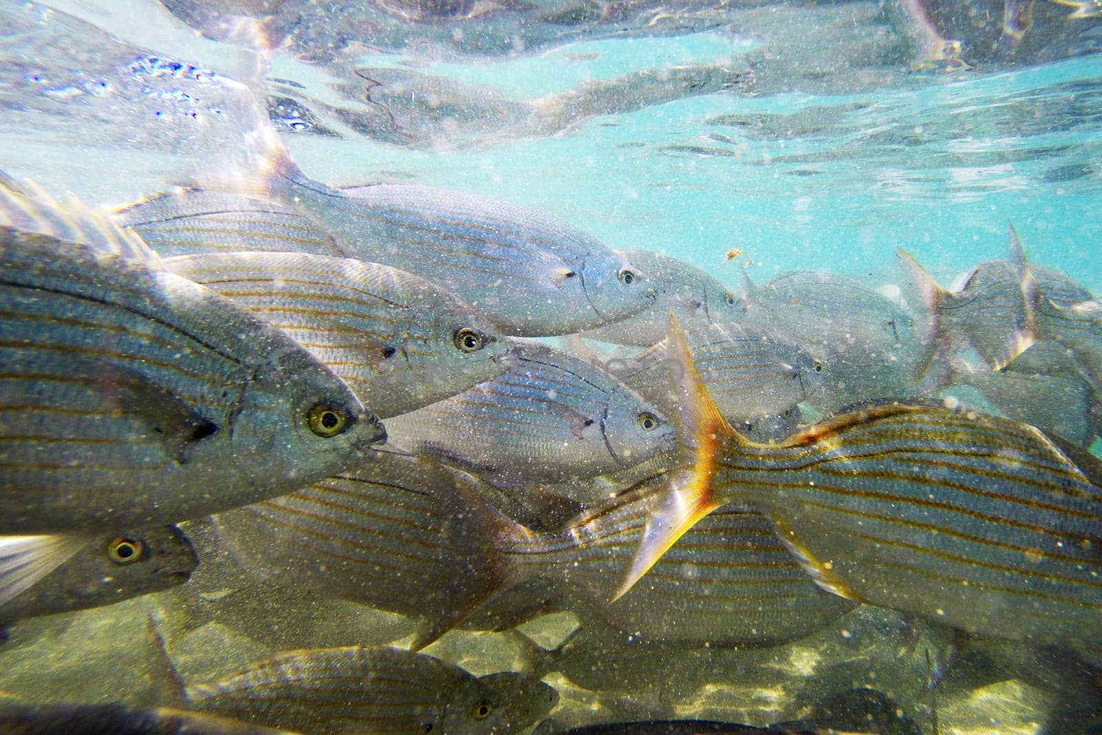 Wild fish Salema / Sarpa salpa in the ocean