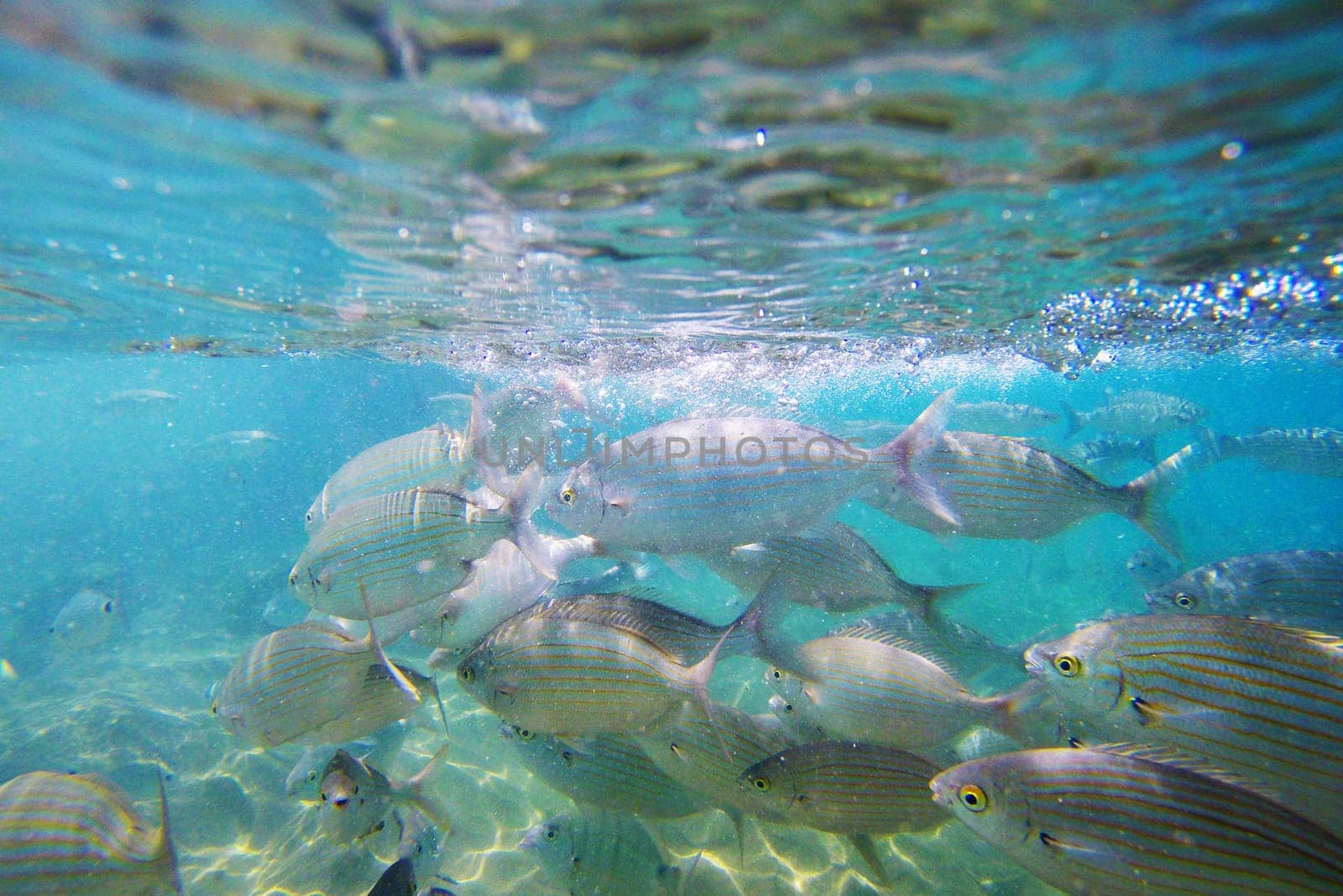 Wild fish Salema / Sarpa salpa in the ocean