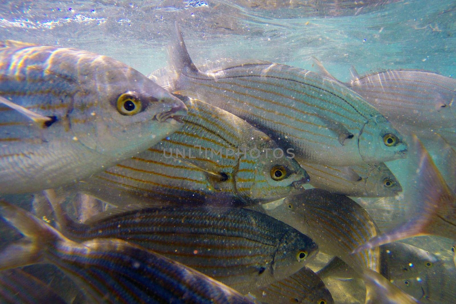 Wild fish Salema / Sarpa salpa in the ocean
