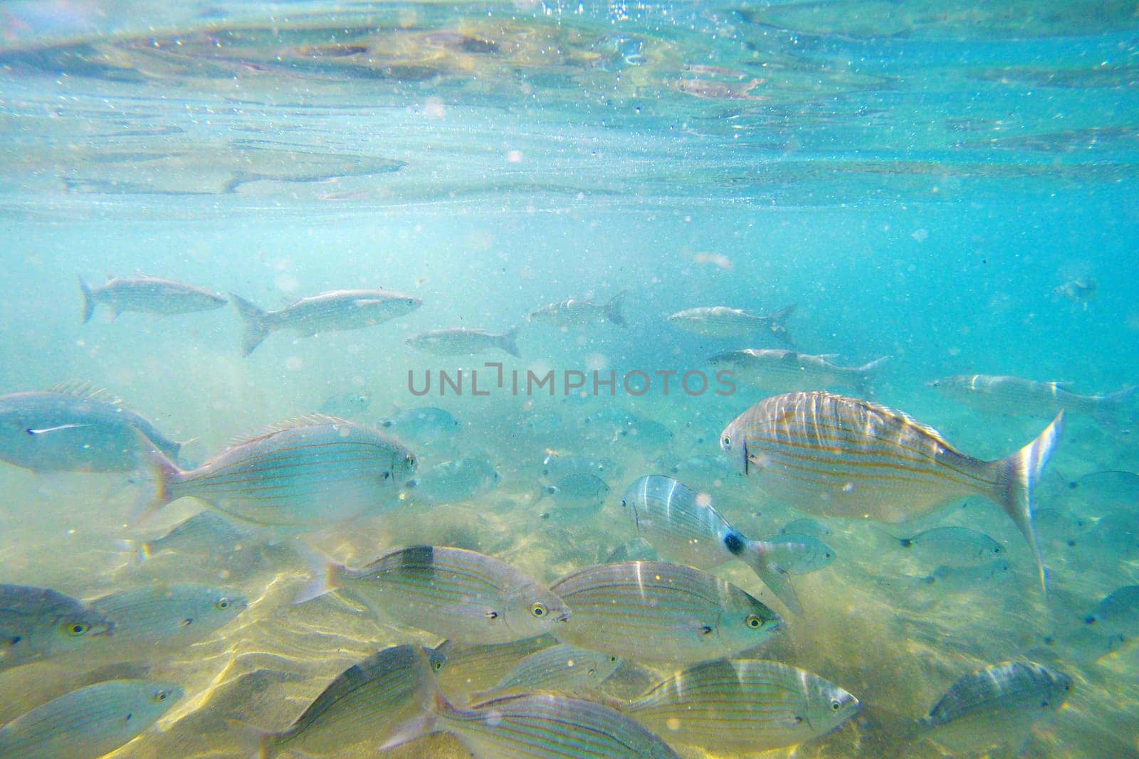 Wild fish Salema / Sarpa salpa in the ocean