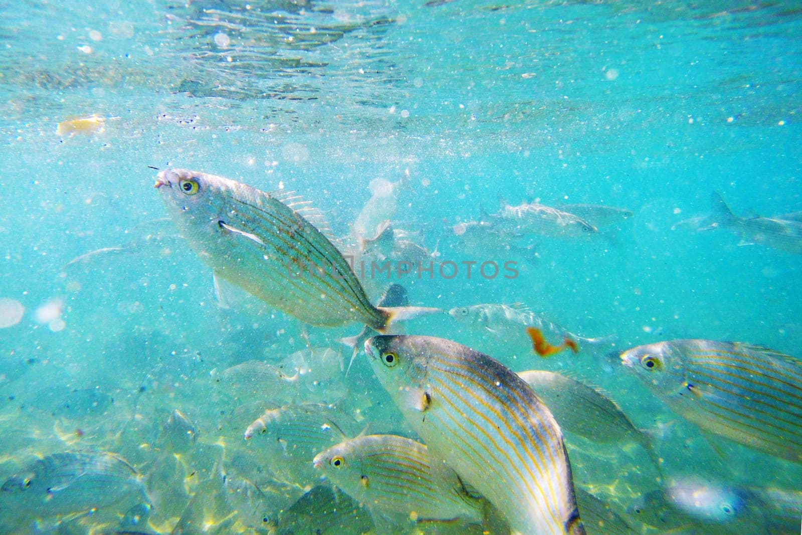 Wild fish Salema / Sarpa salpa in the ocean