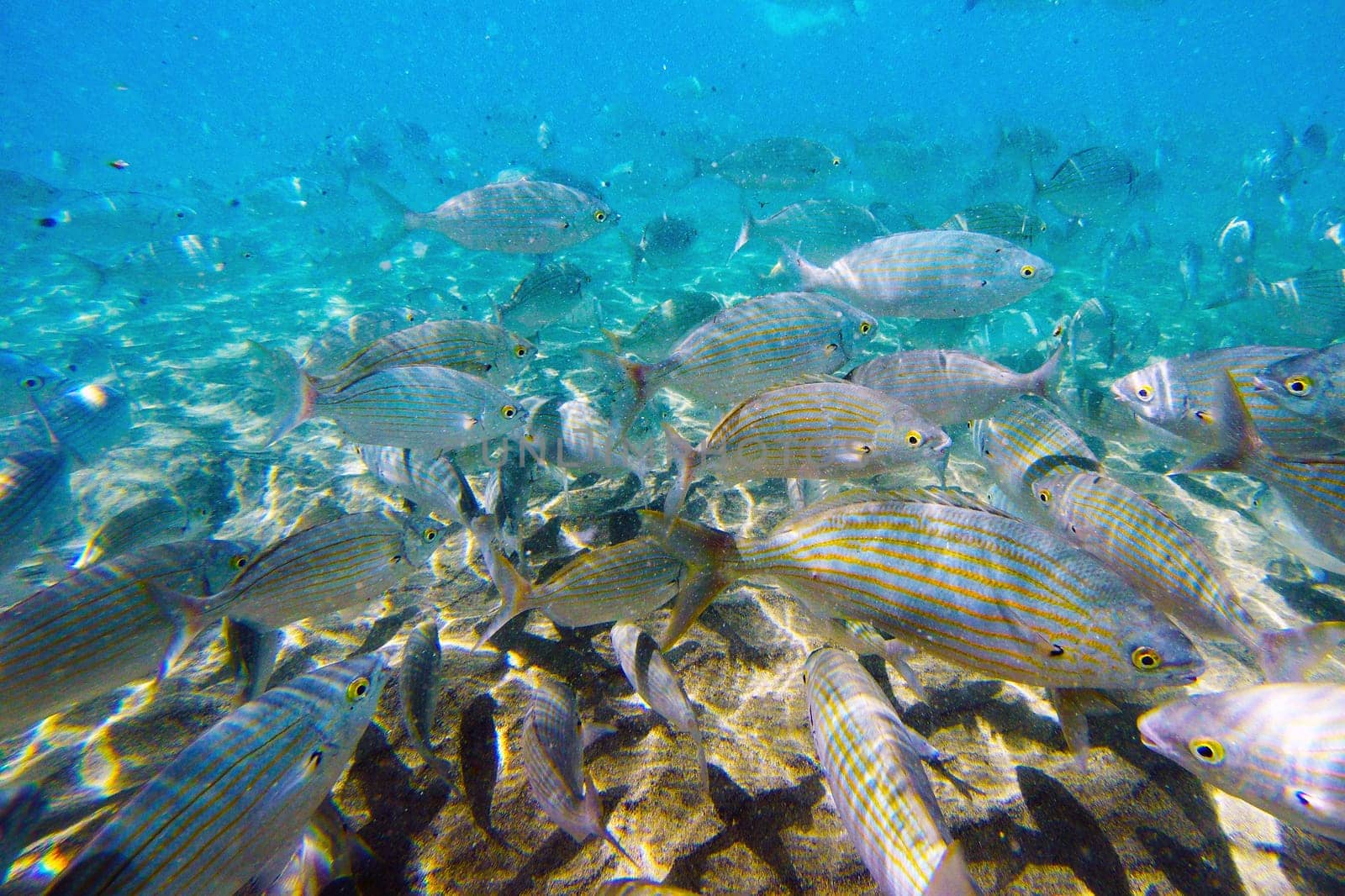 Wild fish Salema / Sarpa salpa in the ocean