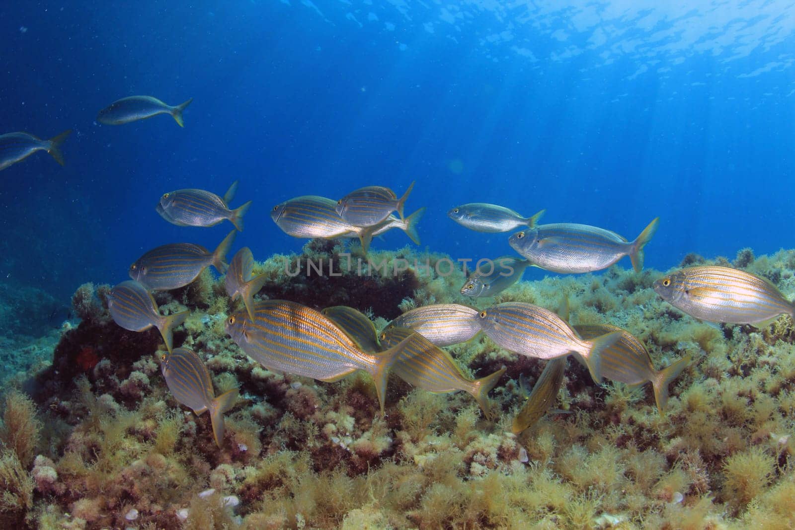 Wild fish Salema / Sarpa salpa in the ocean