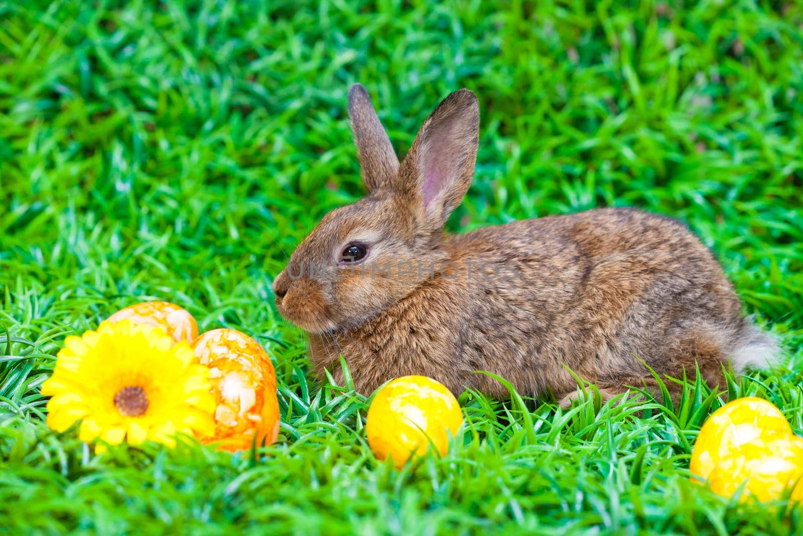 Easter eggs and little bunny