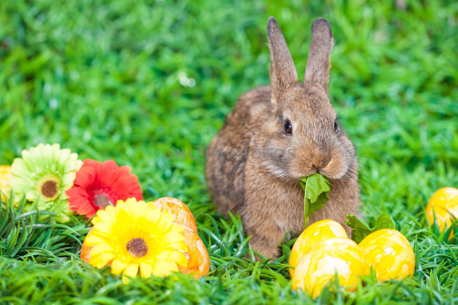 Easter eggs and little bunny