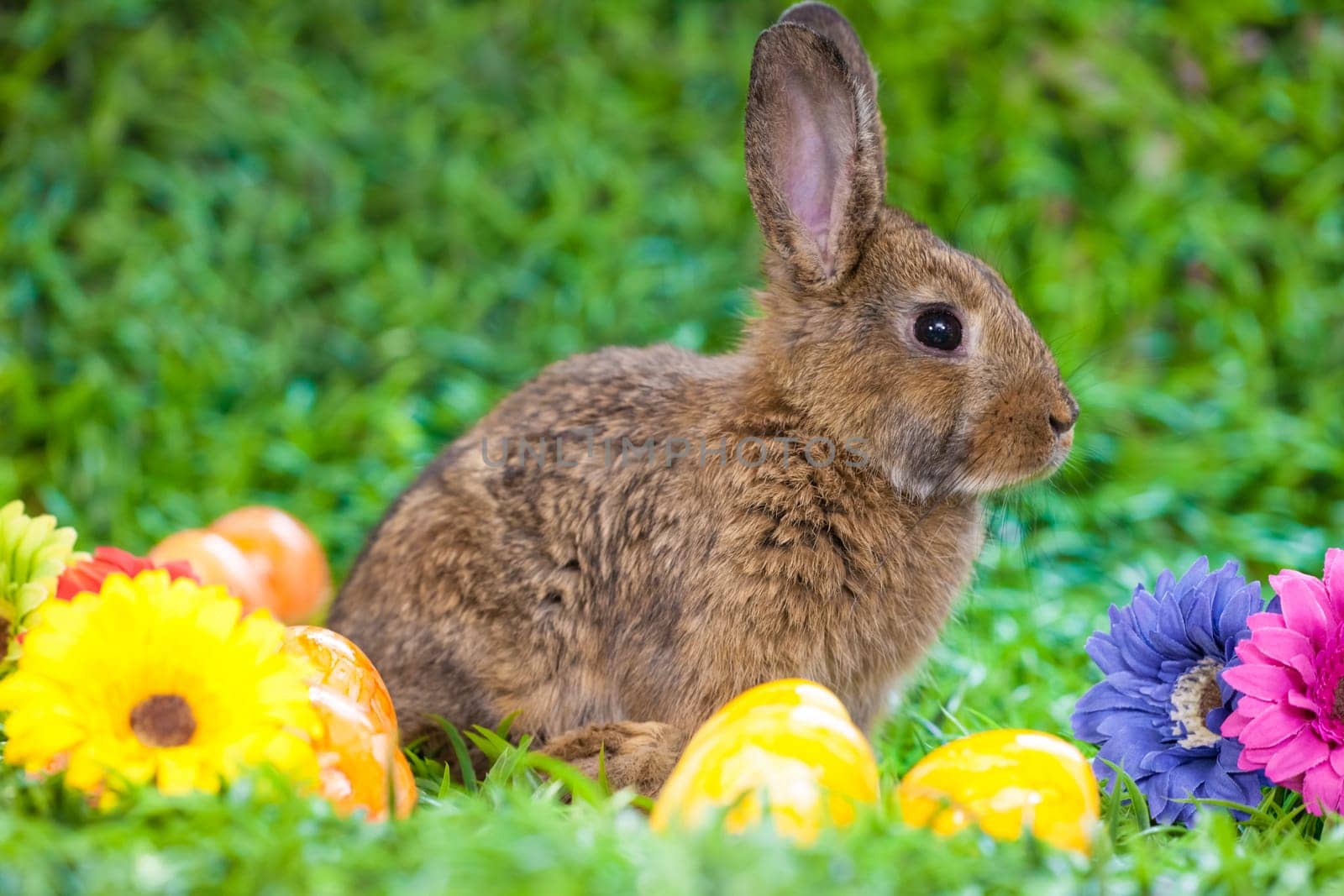 Easter eggs and little bunny