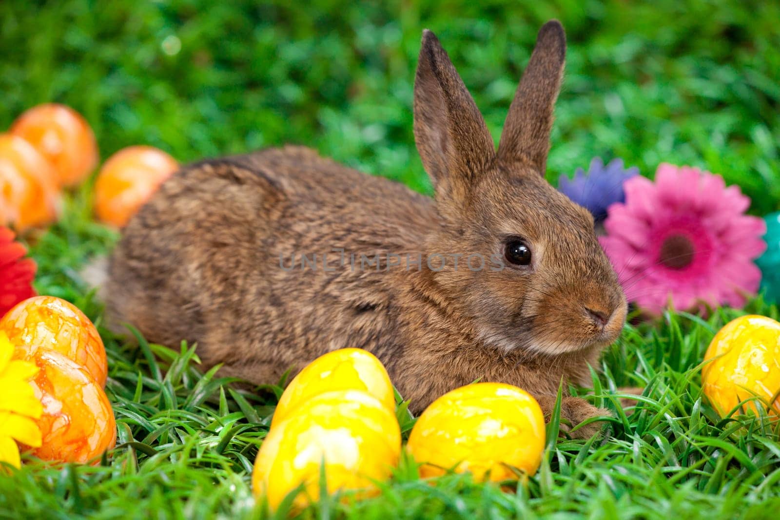 Easter eggs and little bunny