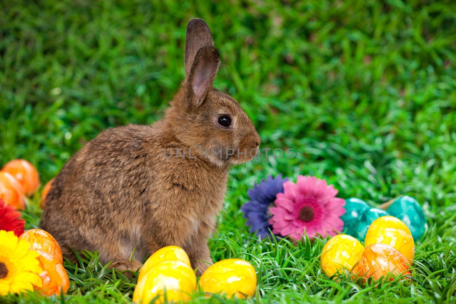Easter eggs and little bunny
