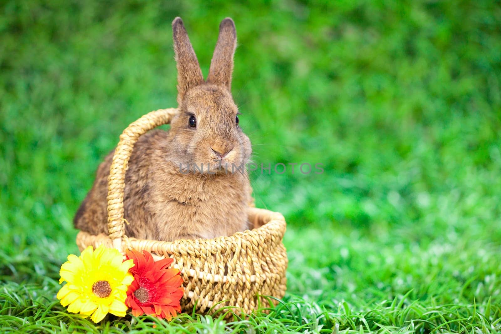 Easter eggs and little bunny