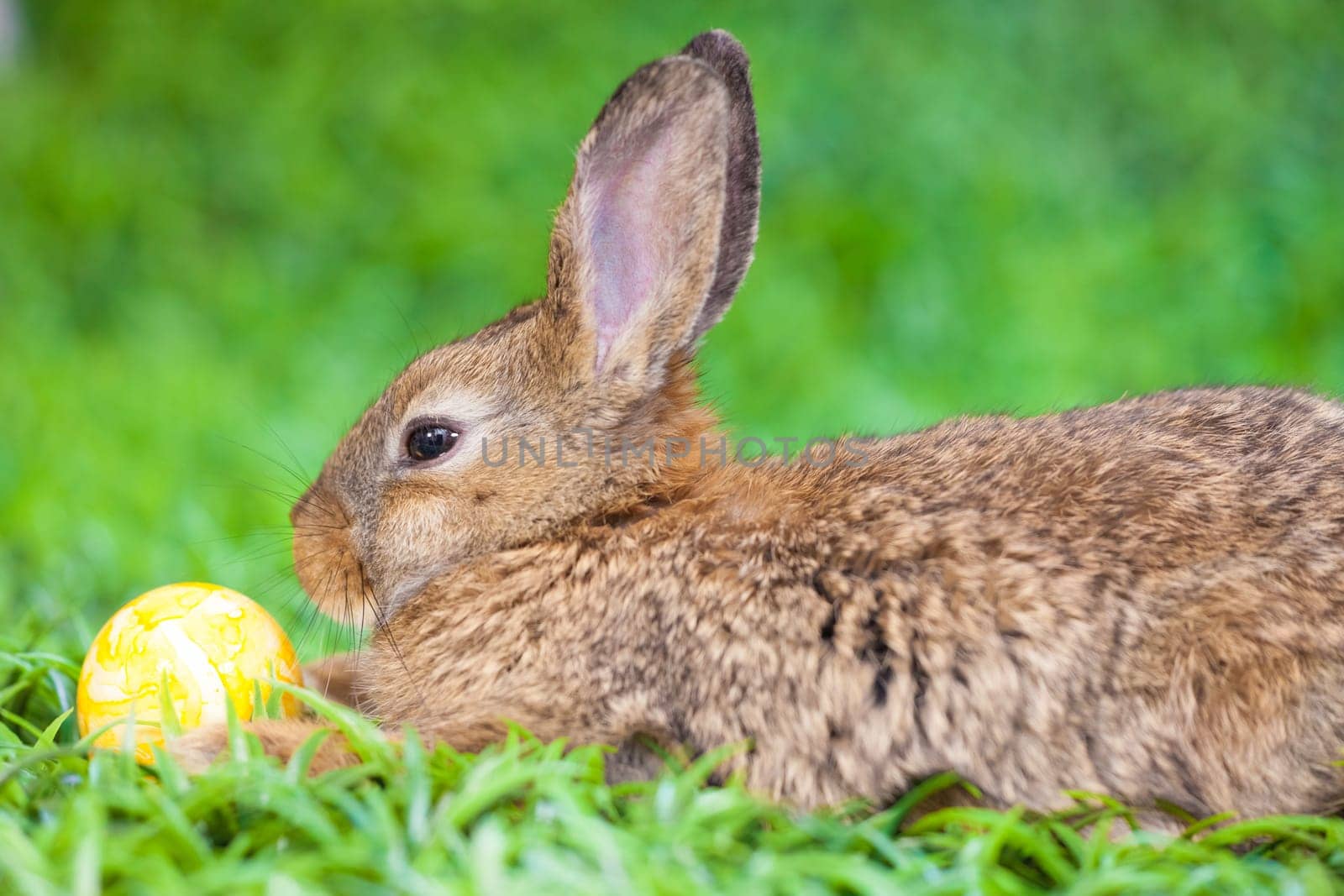 Easter eggs and little bunny