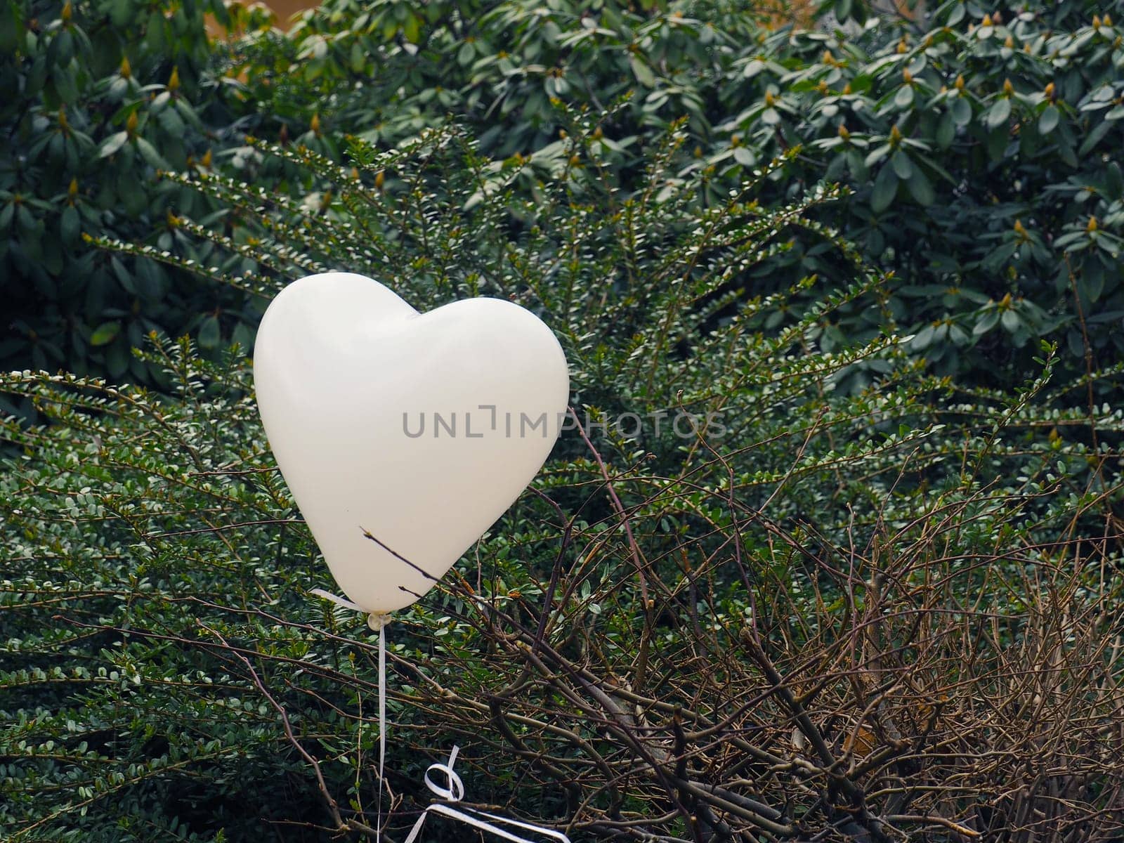Heart shape white balloon, love concept with space for text