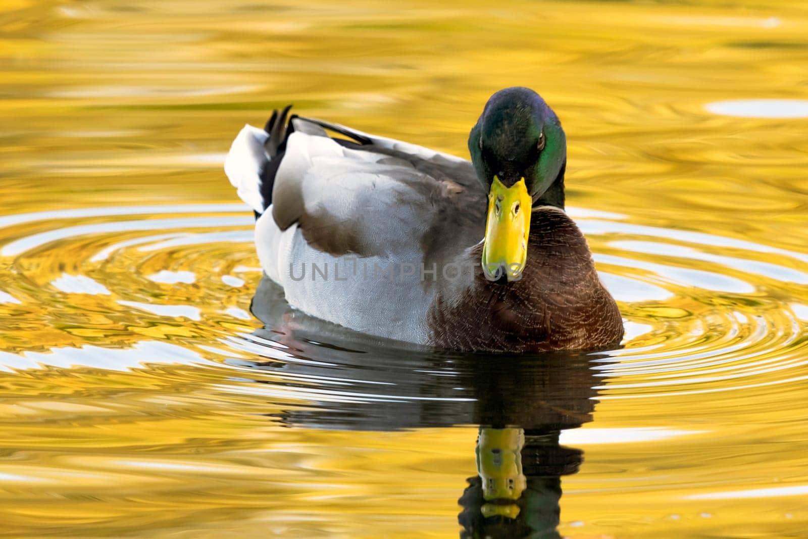 Swimming Mallard  / Wild Duck in Bedfont Lakes Country Park, London, United Kingdom