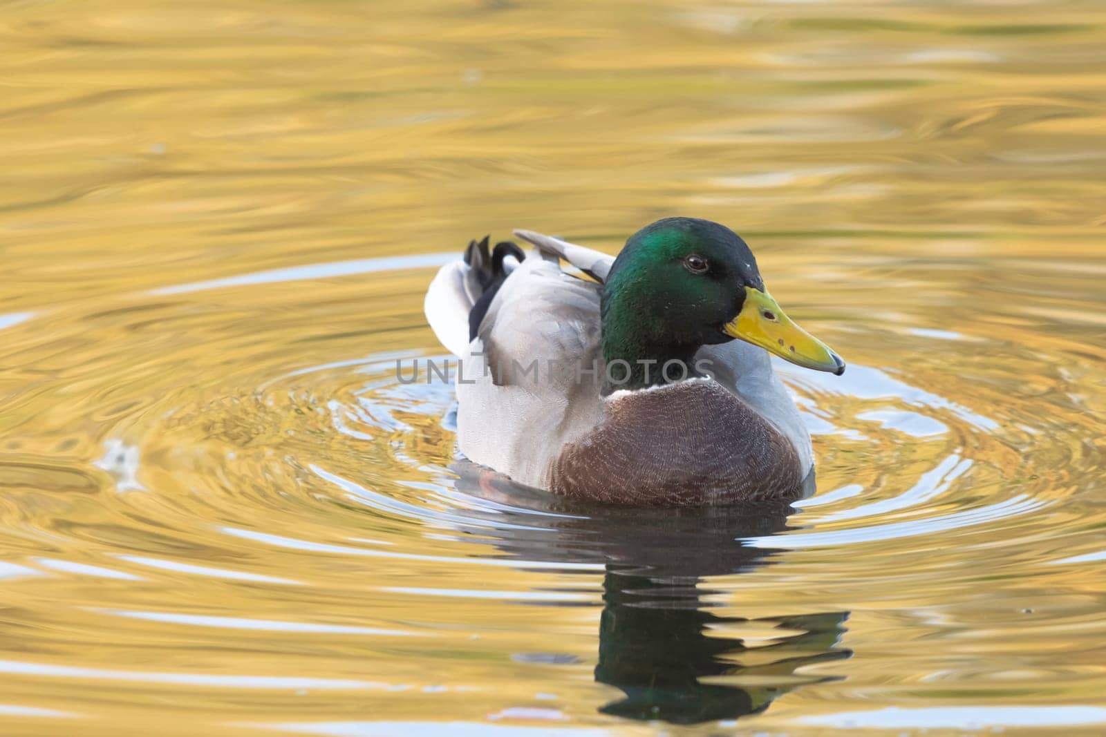 Swimming Mallard  / Wild Duck in Bedfont Lakes Country Park, London, United Kingdom