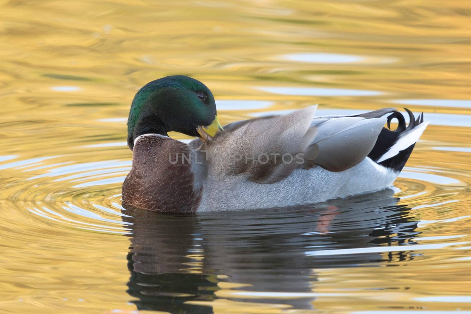 Swimming Mallard  / Wild Duck in Bedfont Lakes Country Park, London, United Kingdom