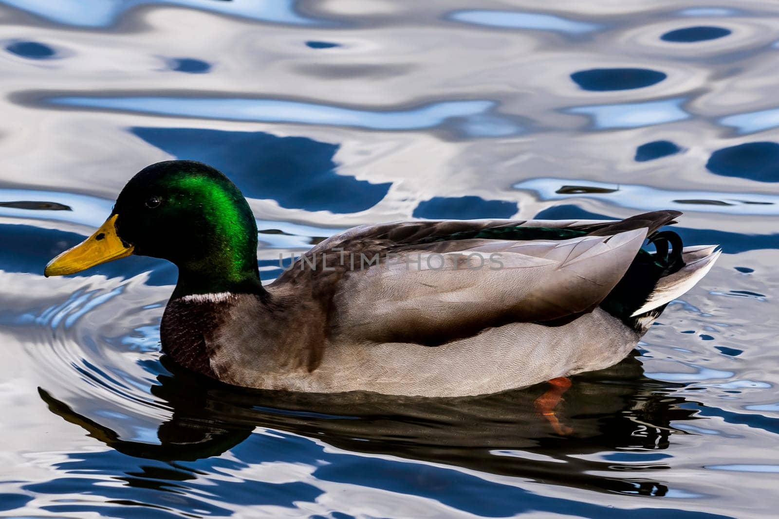 Swimming Mallard  / Wild Duck in Bedfont Lakes Country Park, London, United Kingdom