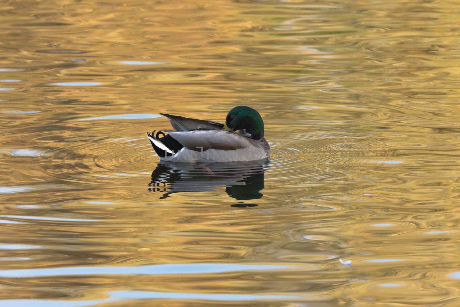 Swimming Mallard  / Wild Duck in Bedfont Lakes Country Park, London, United Kingdom