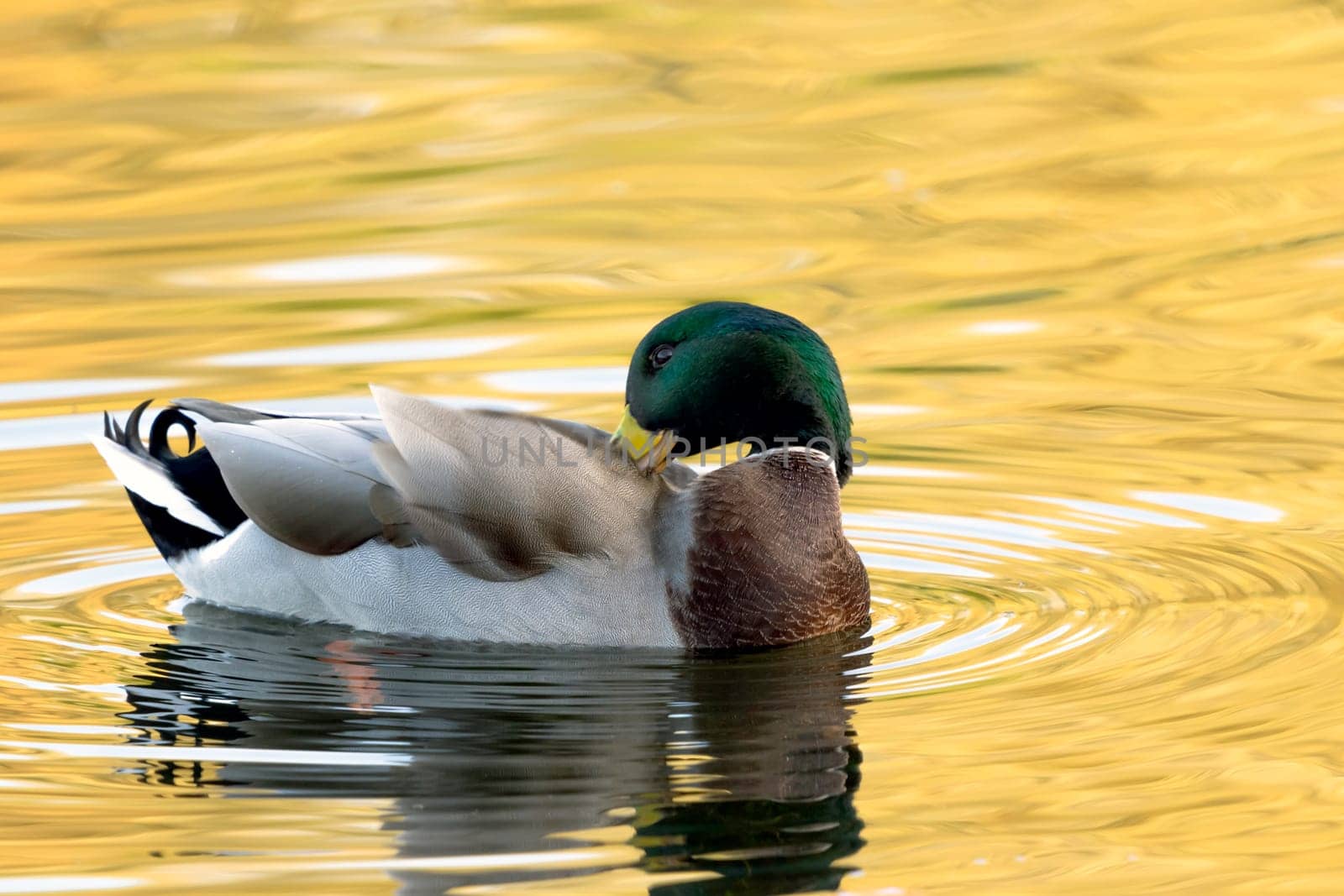 Swimming Mallard  / Wild Duck in Bedfont Lakes Country Park, London, United Kingdom