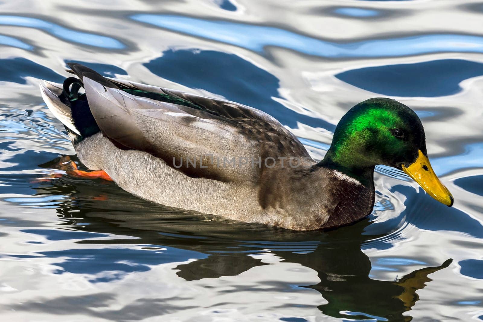 Swimming Mallard  / Wild Duck in Bedfont Lakes Country Park, London, United Kingdom