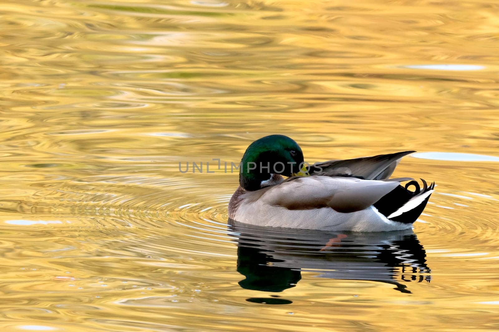 Swimming Mallard  / Wild Duck in Bedfont Lakes Country Park, London, United Kingdom