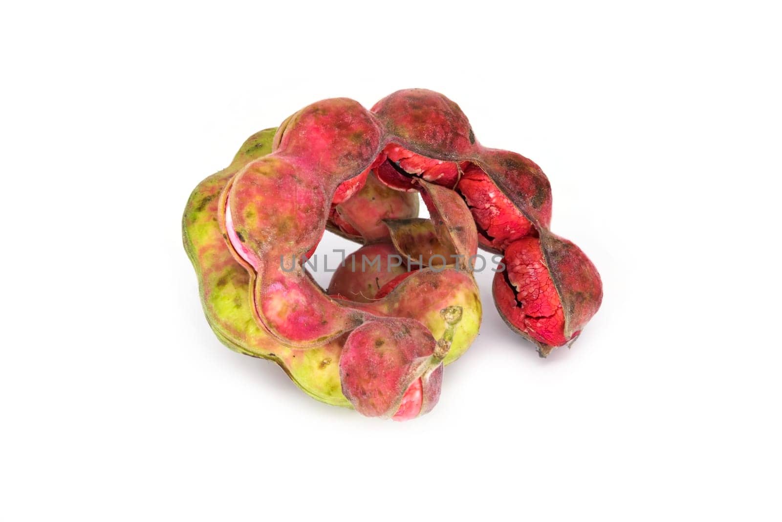 Pithecellobium Dulce,pea-like pods with edible pulp