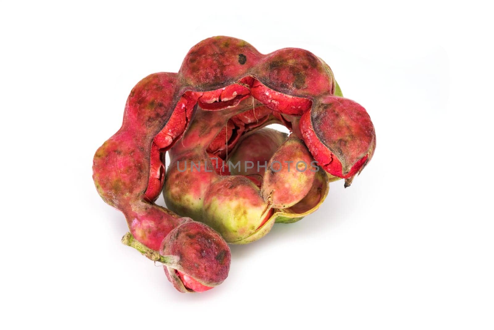 Pithecellobium Dulce,pea-like pods with edible pulp