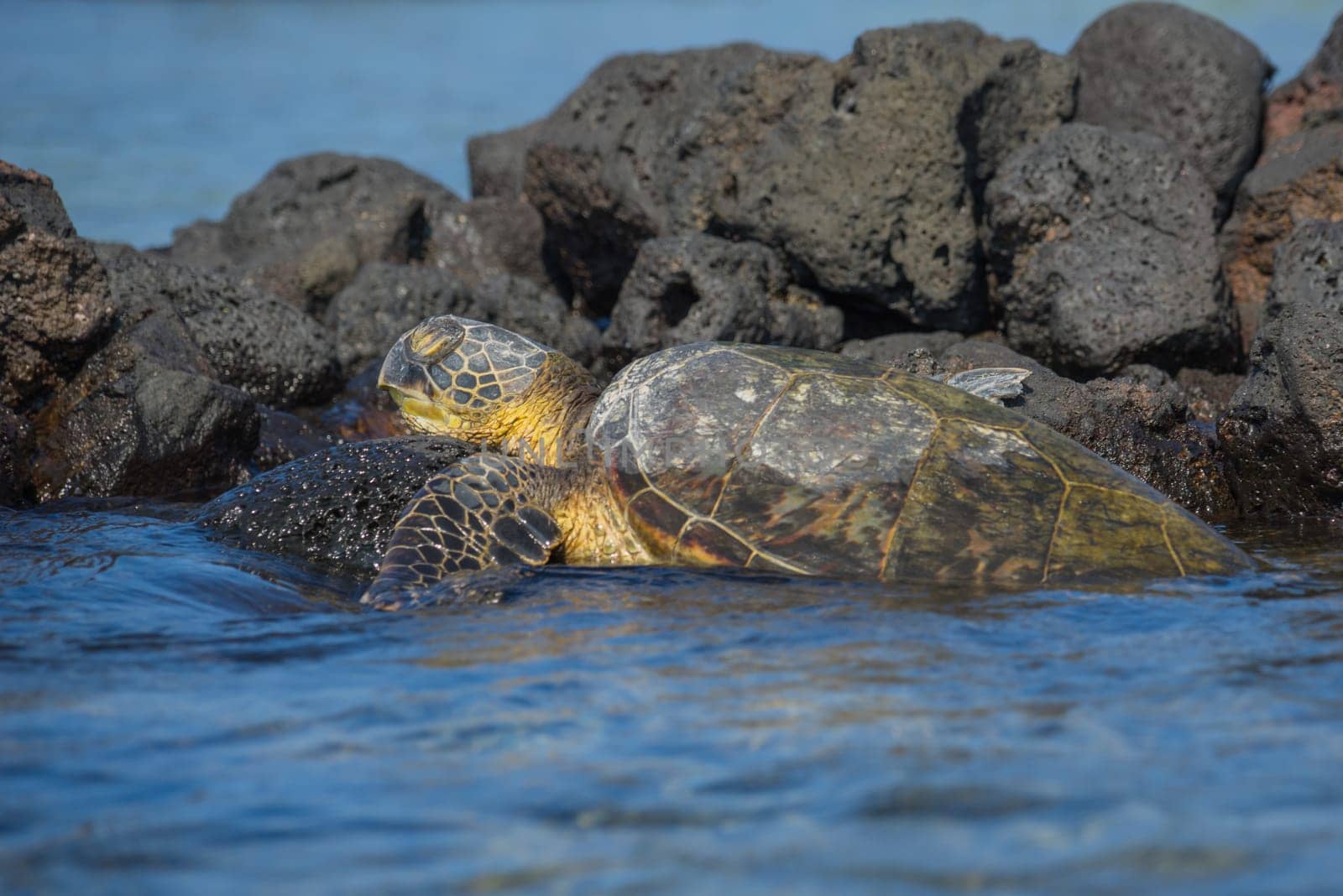 Close-up of a green sea turtle resting on volcanic rock in Kona, Hawaii.