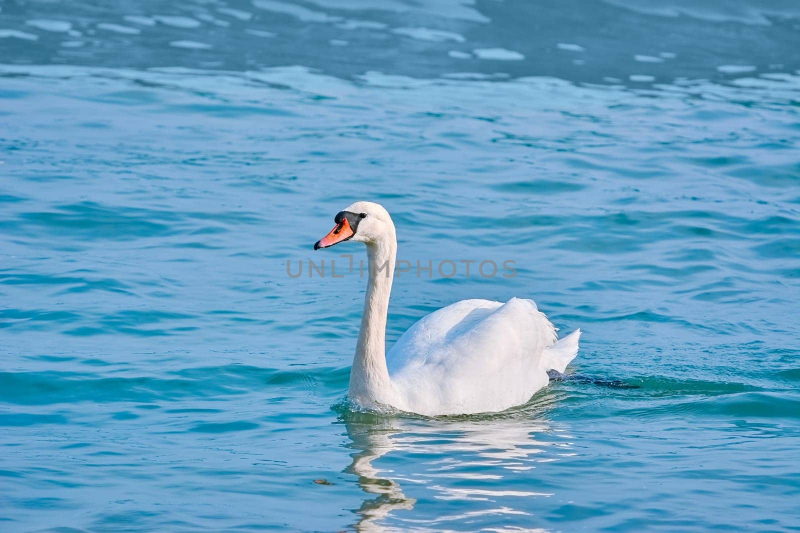 White Swan Swims in the Black Sea