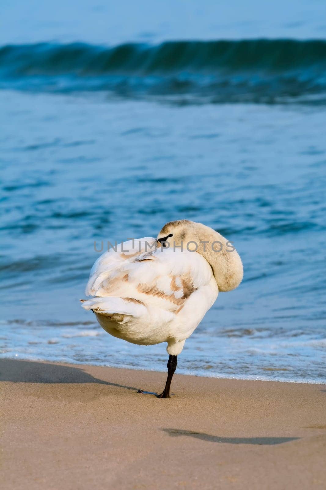 White Swan on the Beach of Black Sea