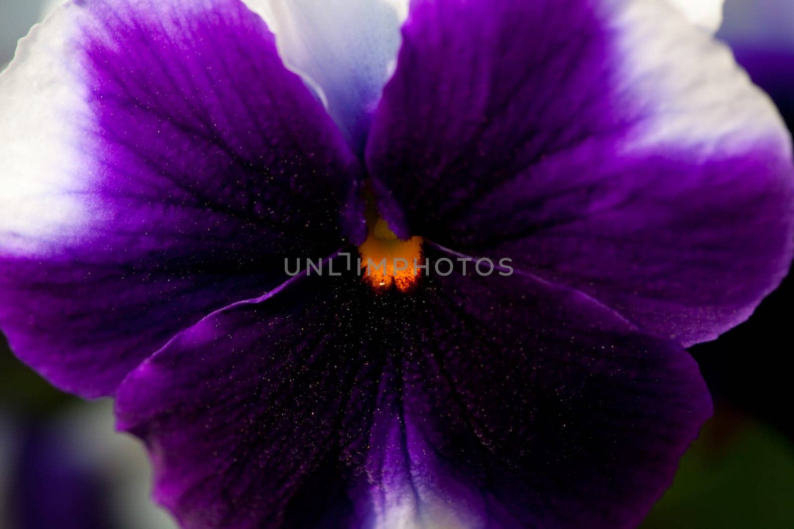Purple phlox