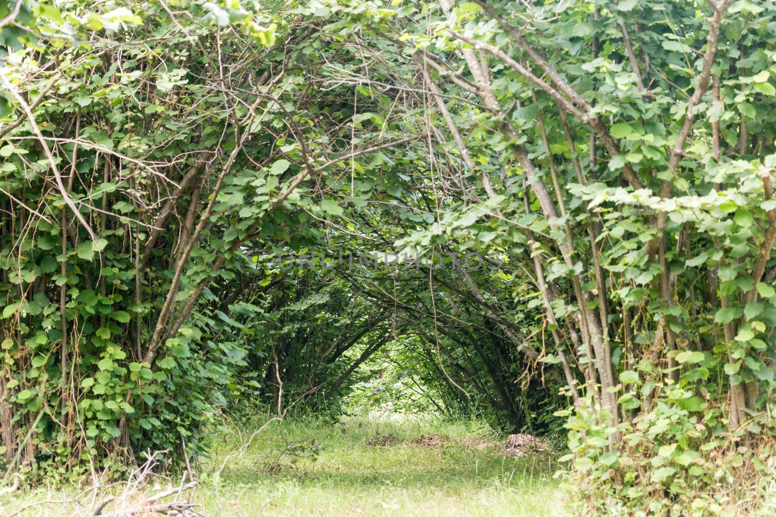 Tunnel of branches with grass