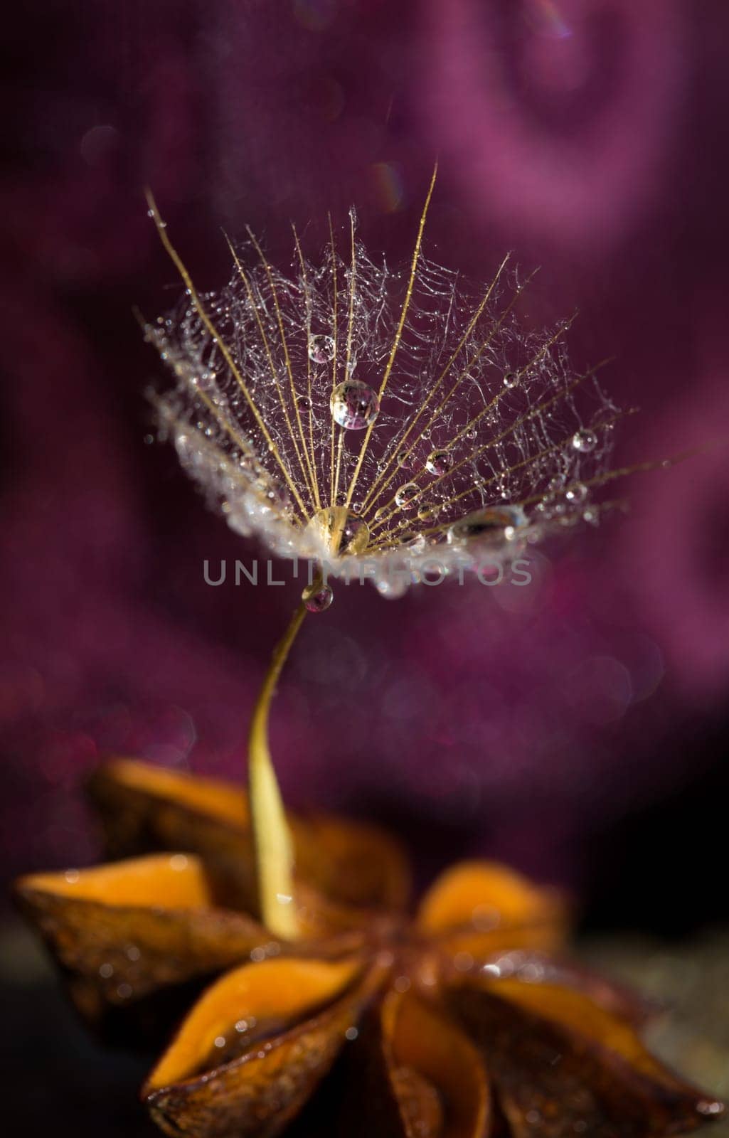 Umbrellas