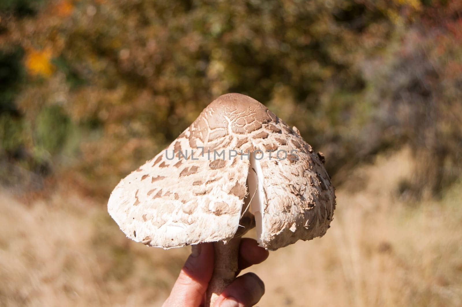 Parasol mushroom Macrolepiota procera on autumn mountain background