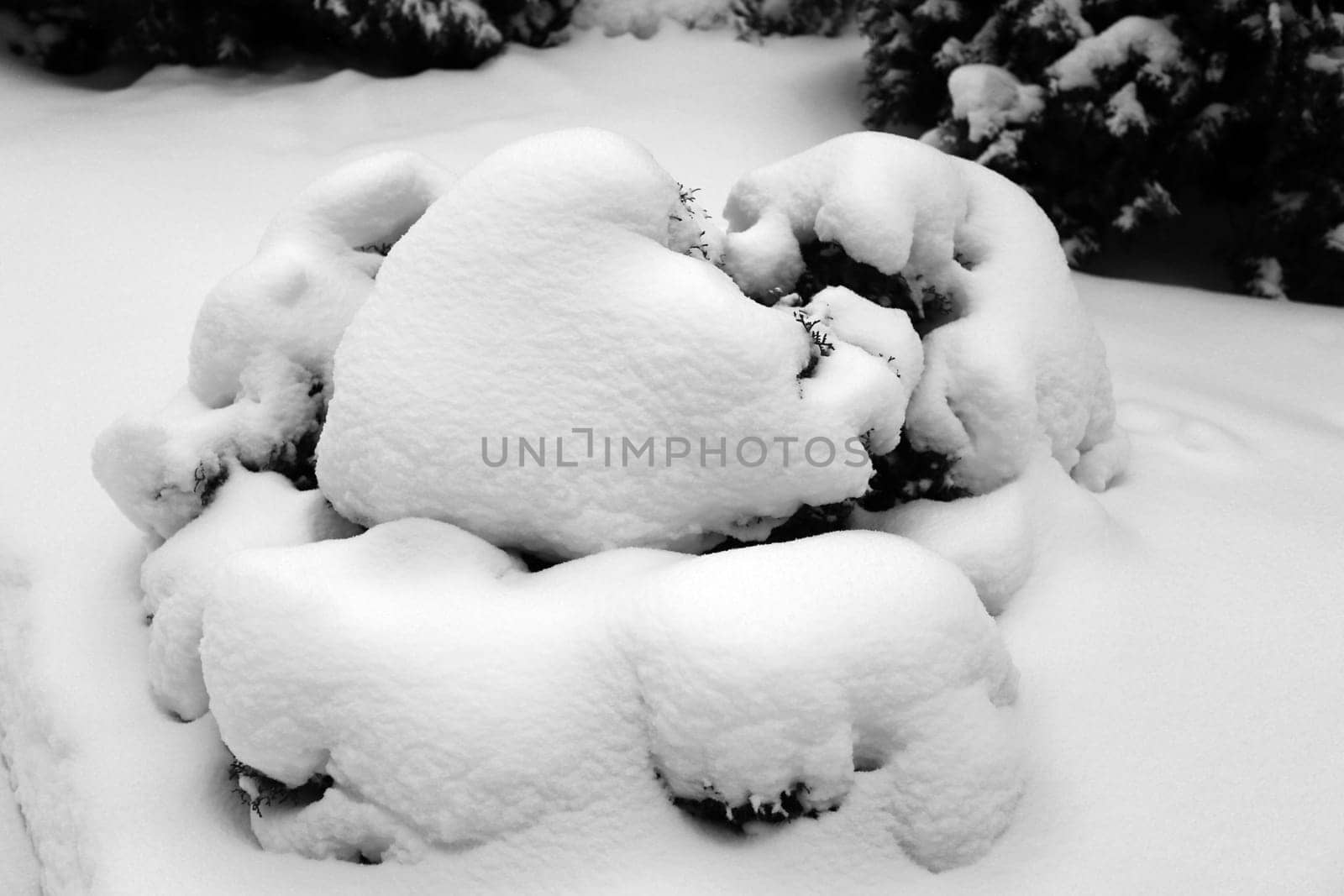 Green Christmas tree in the snow in Novospassky Monastery in Moscow