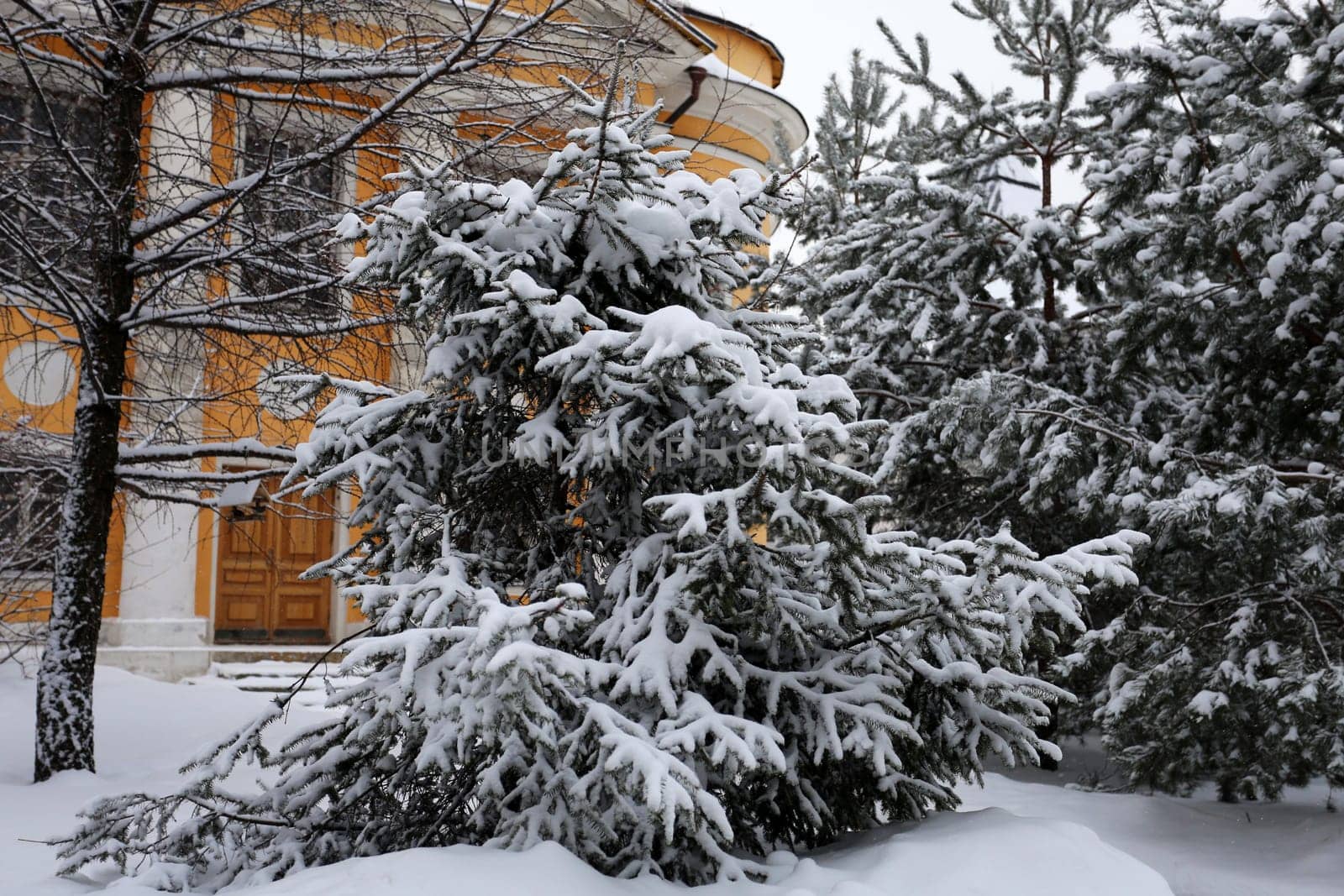 Green Christmas tree in the snow in Novospassky Monastery in Moscow
