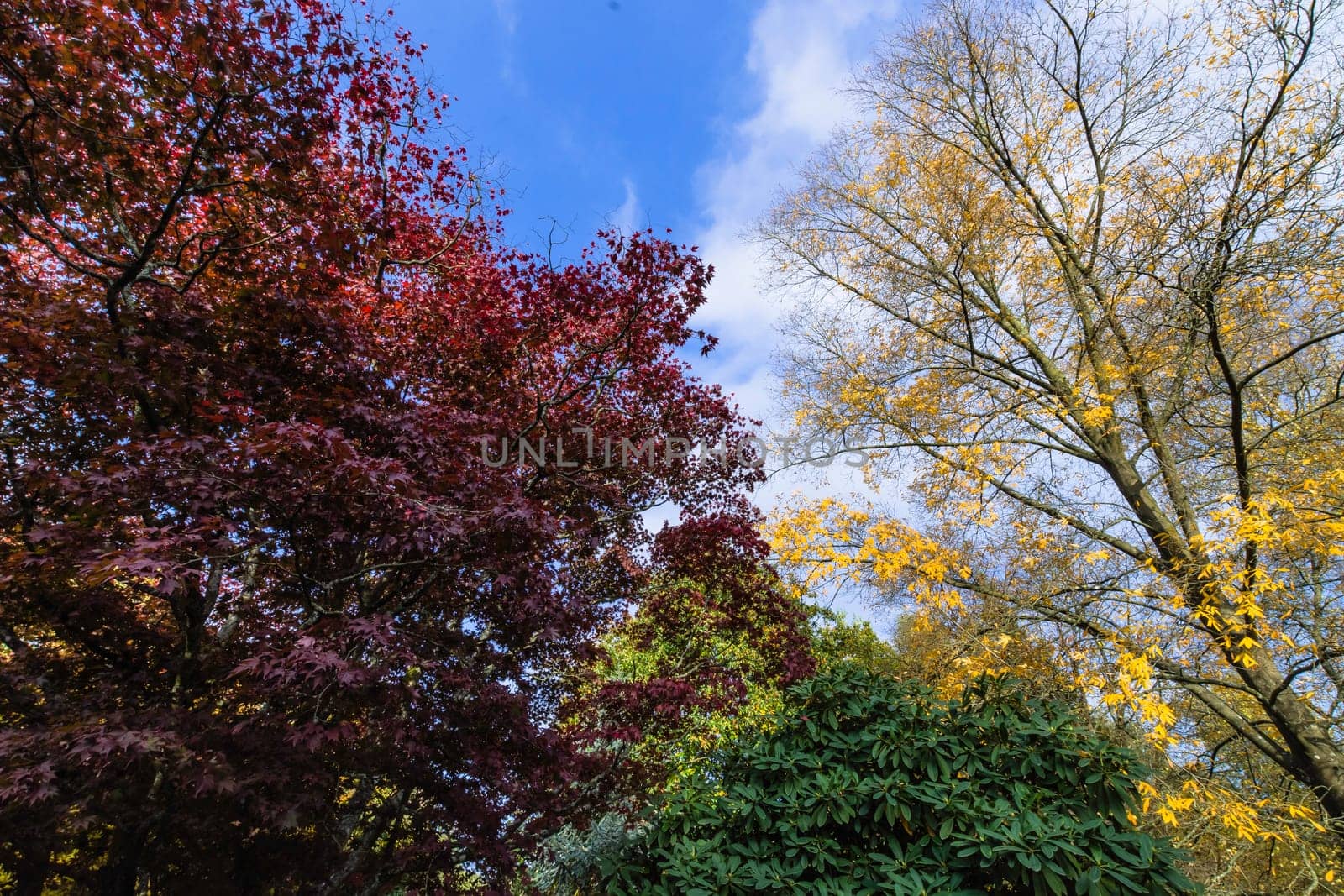 English autumn - Sheffield Park and Garden, Uckfield, United Kingdom