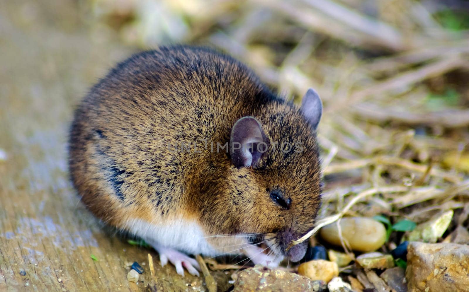 Wild vote / field mouse