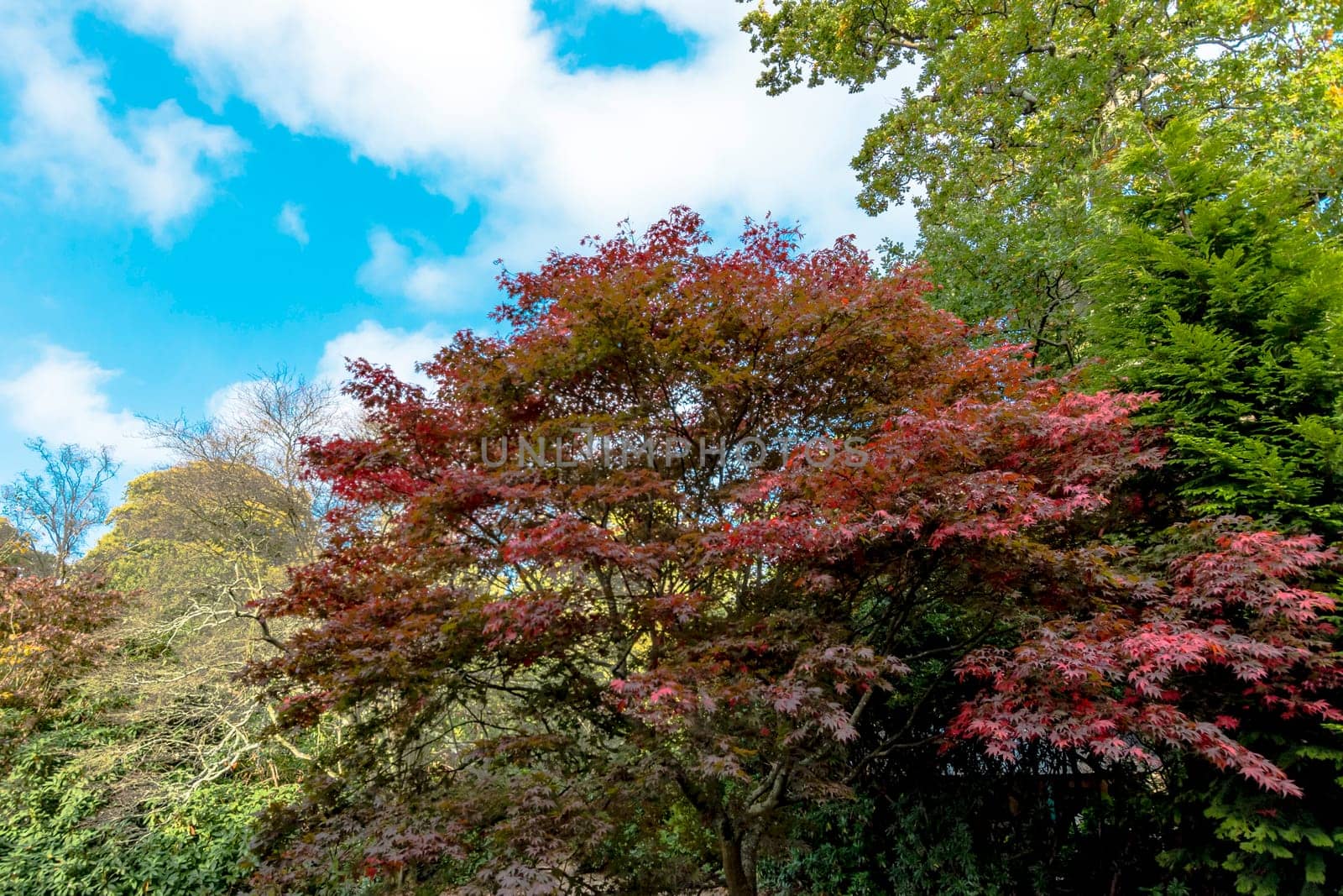 English autumn - Sheffield Park and Garden, Uckfield, United Kingdom