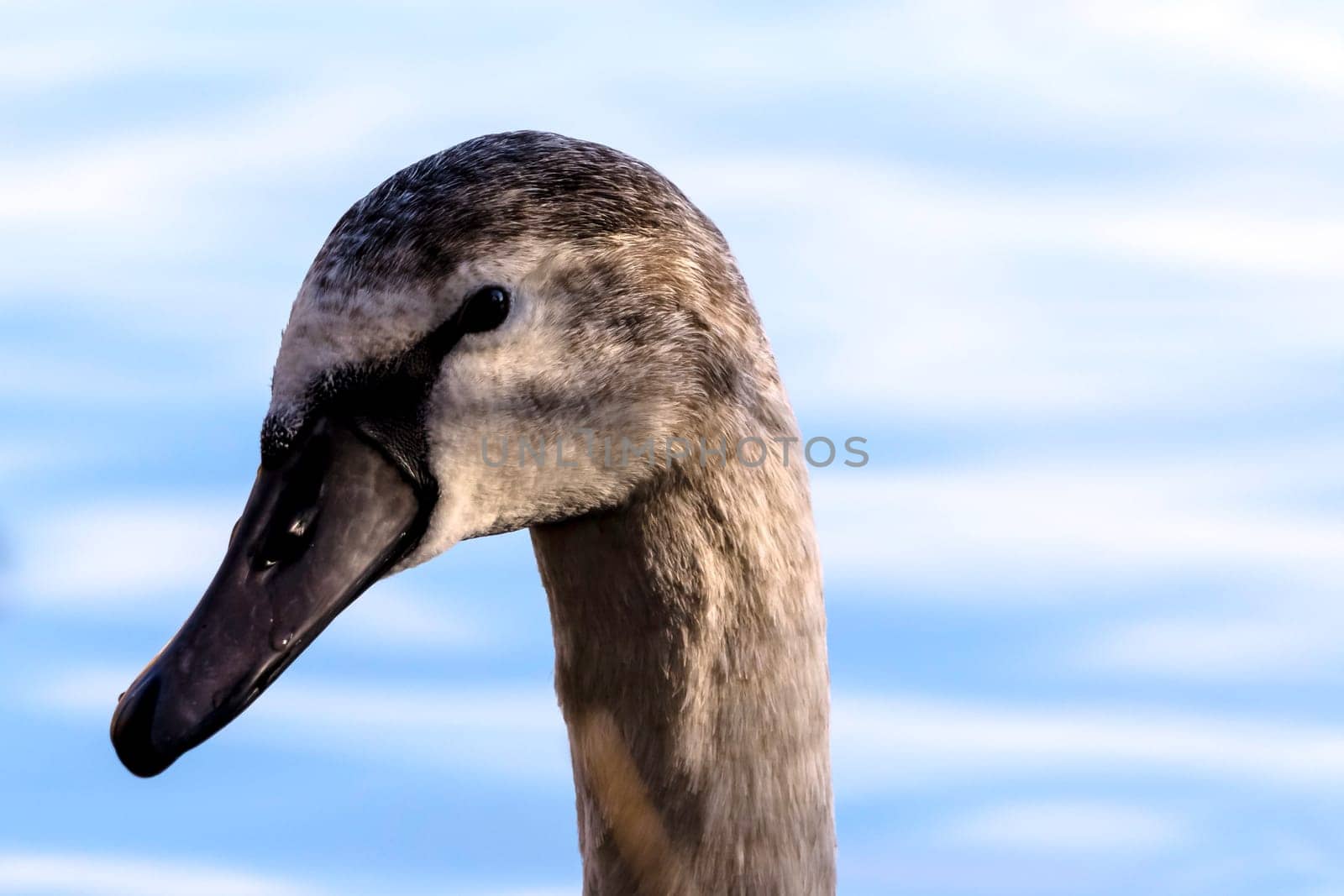 Young Swan - portrait - Bedfont Lakes Country Park, London