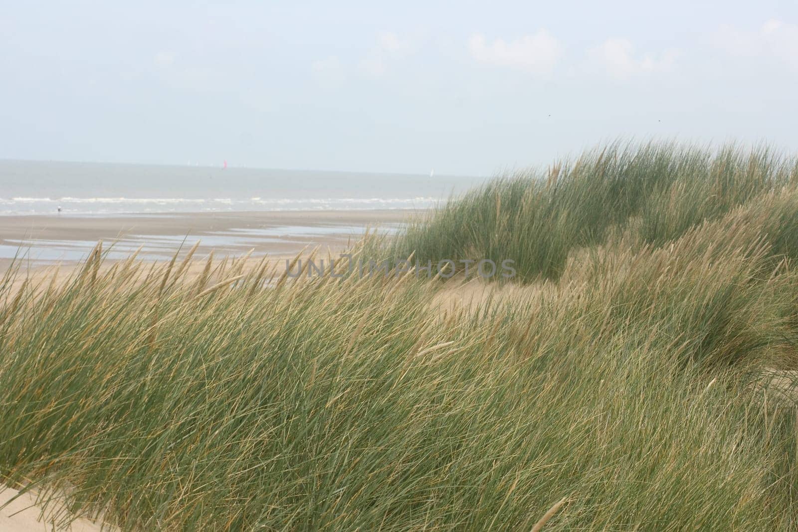 An dune,overgrown with beach grass, the ocean in the background