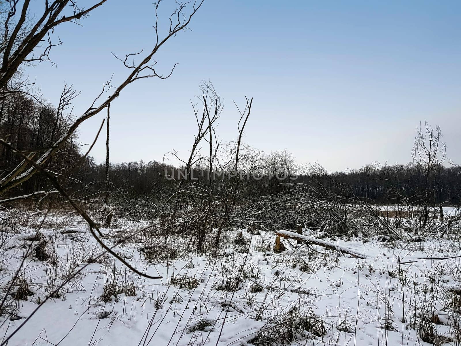 Sunset over swamp in Kampinos National Park in winter - Poland