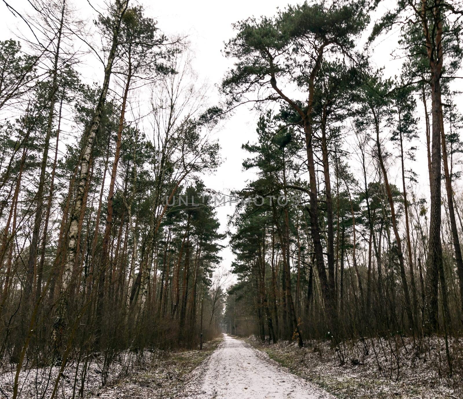 Winter in Kampinos National Park - Poland