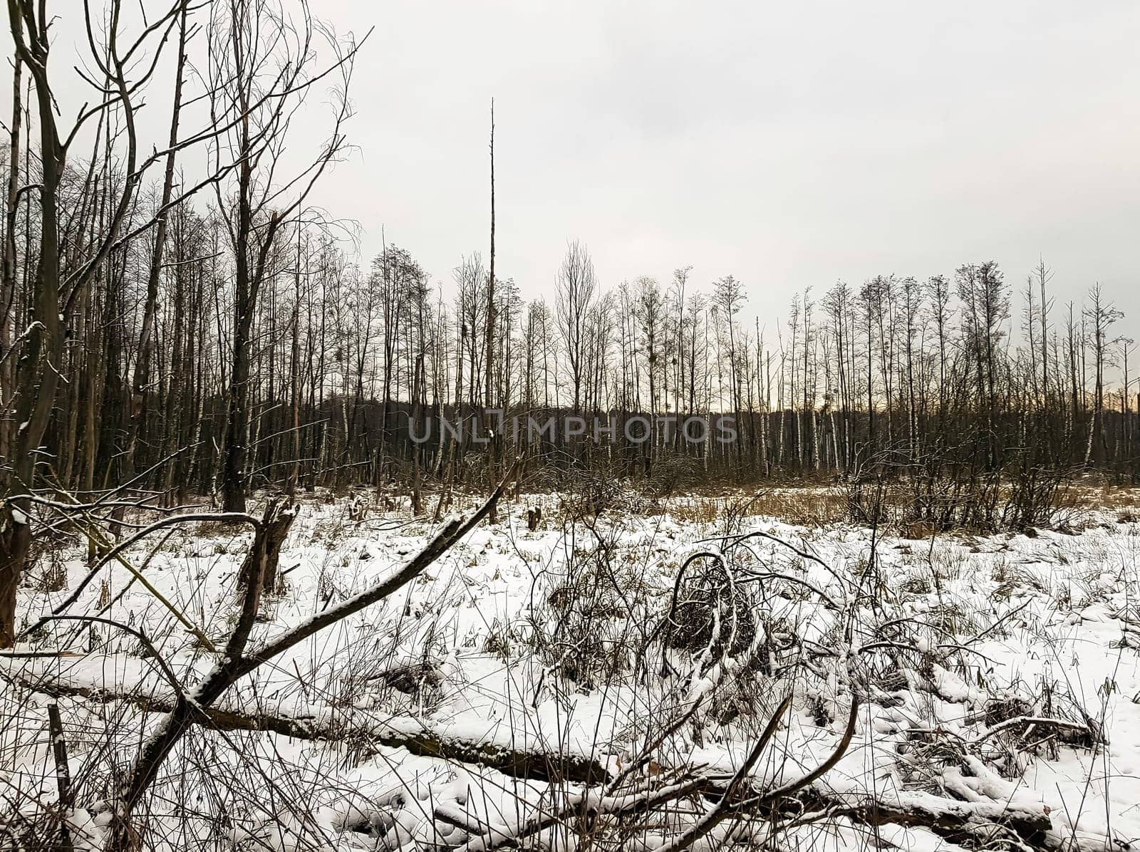 Sunset over swamp in Kampinos National Park in winter - Poland