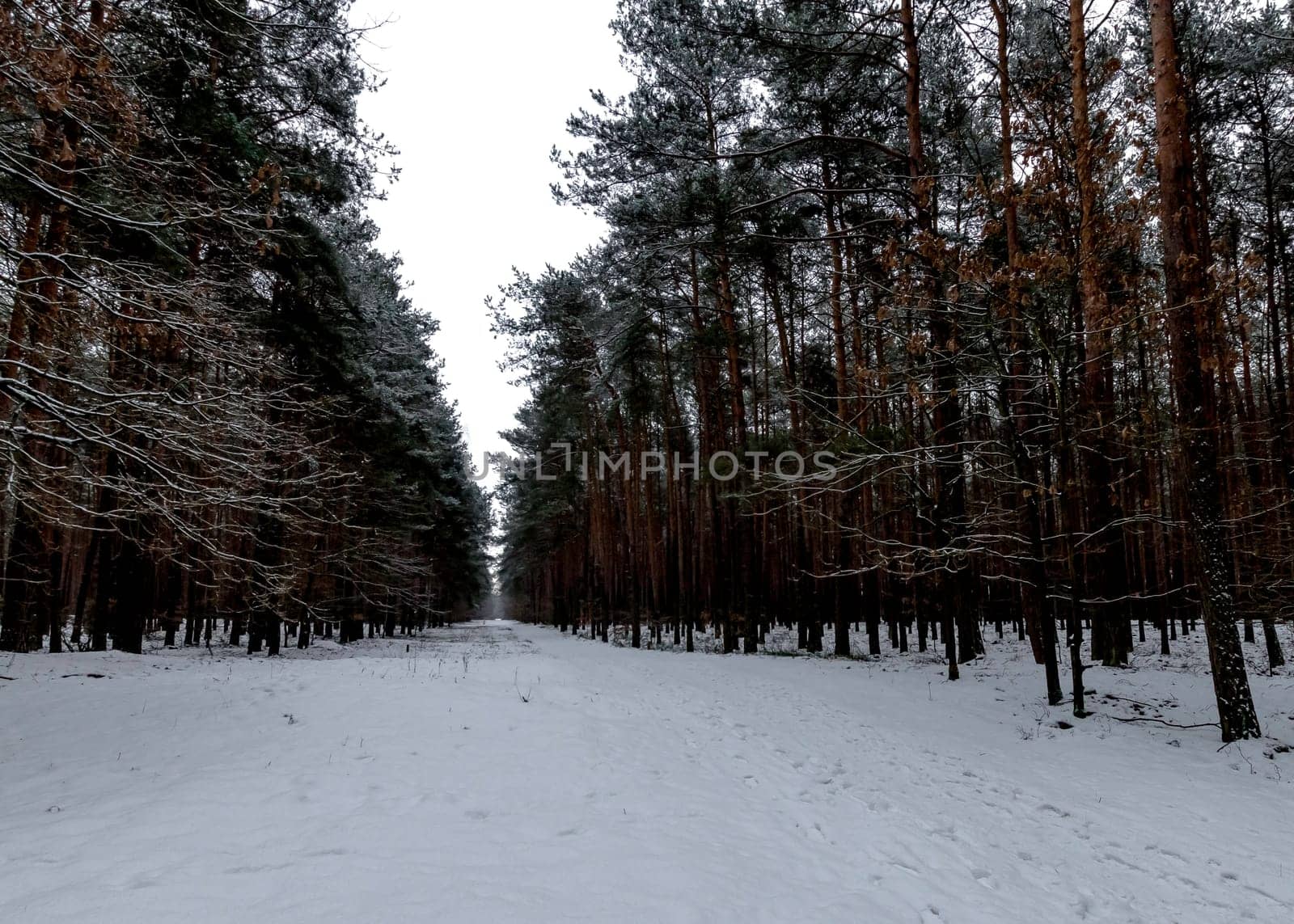 Winter in Kampinos National Park - Poland