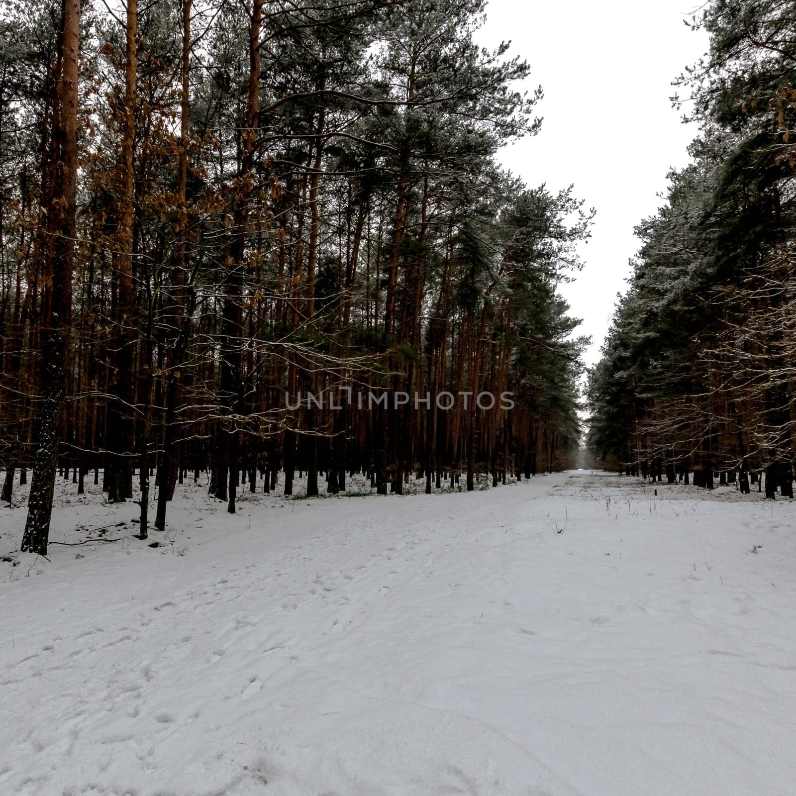 Winter in Kampinos National Park - Poland