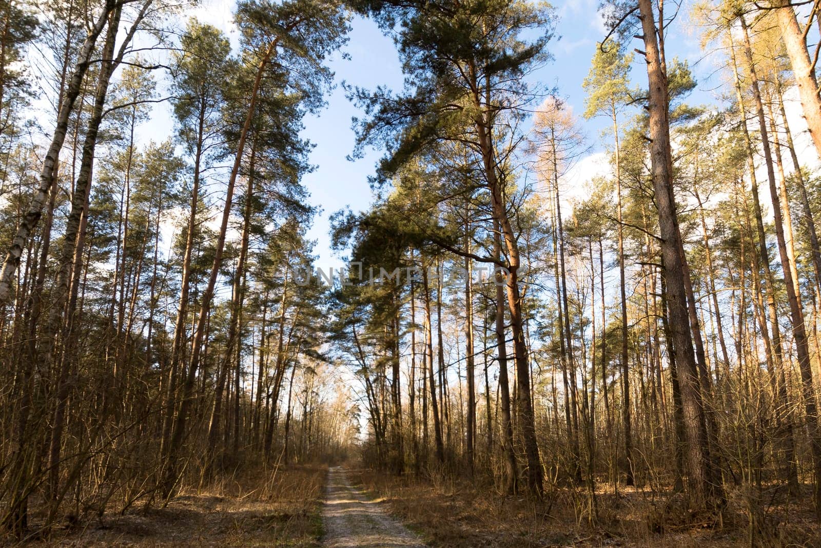 Sunny winter day in Kampinos National Park - Poland