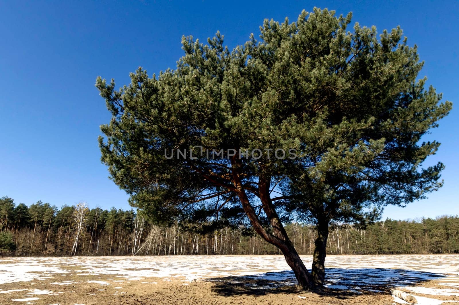Lonely tree - winter in Kampinos National Park - Poland