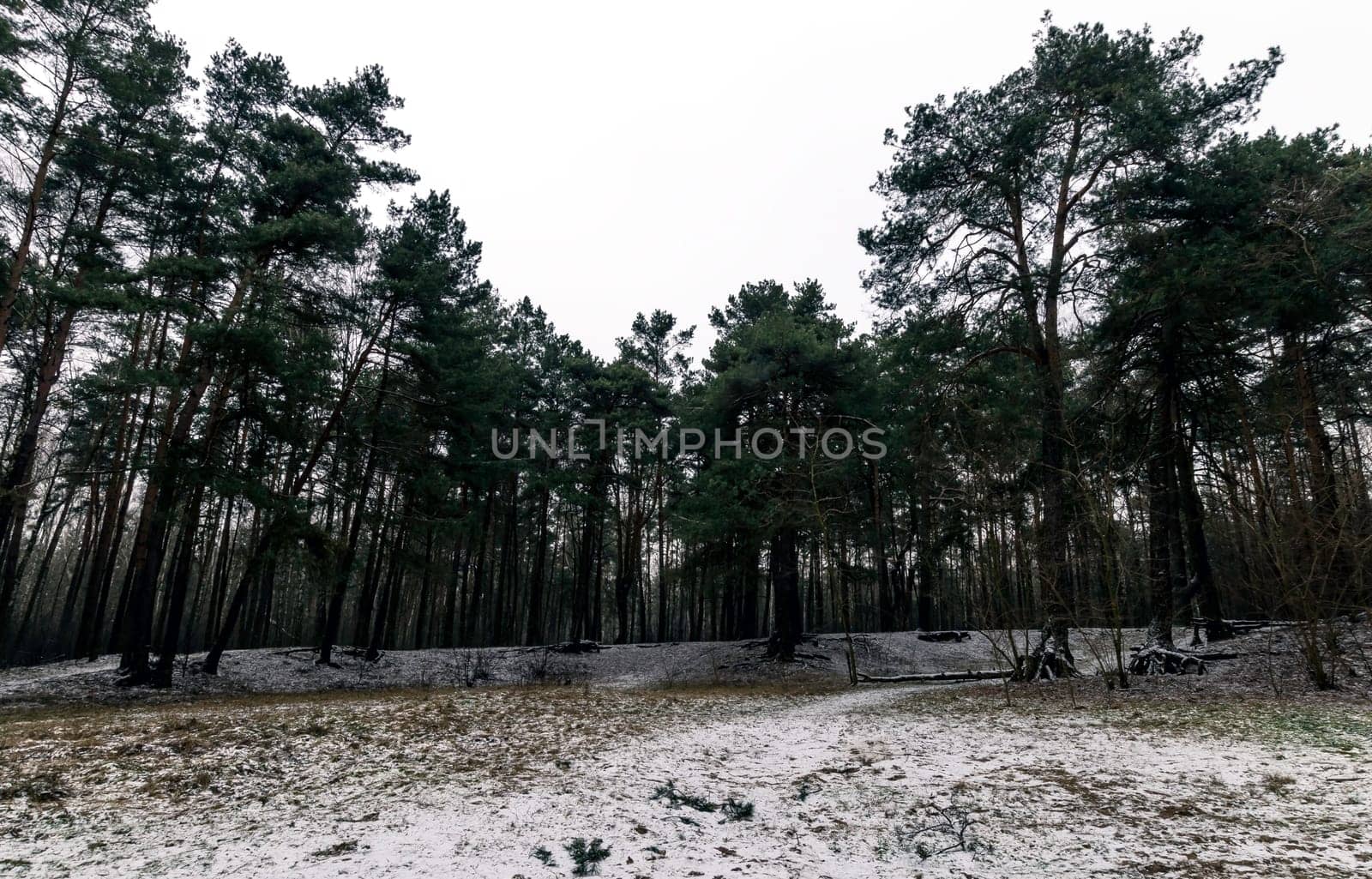 Winter in Kampinos National Park - Poland